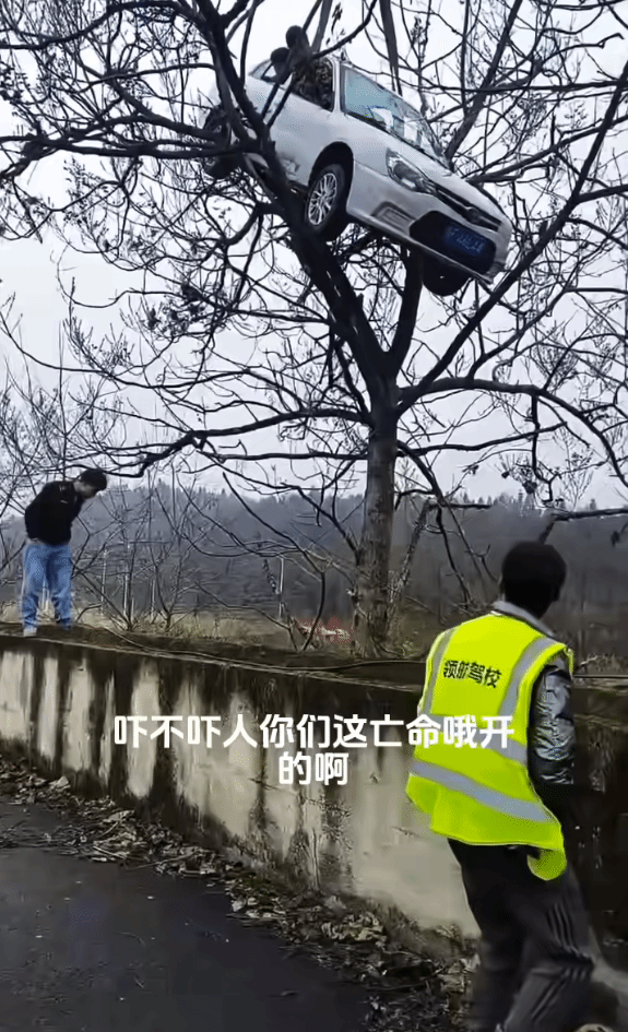 轿车“爬”上树实为驾校教练自导自演：涉事者已致歉