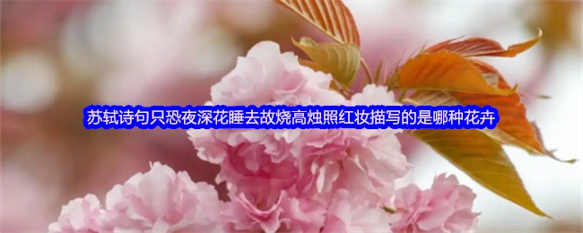 蘇軾所寫&ldquo;只恐夜深花睡去，故燒高燭照紅妝&rdquo;描繪的是哪種花卉？