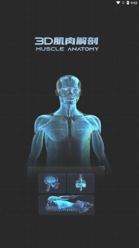 3D肌肉解剖图1
