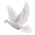 逍遥阁免费小说v1.4.0