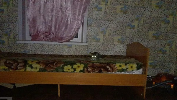 刺猬的五夜后宫手机版