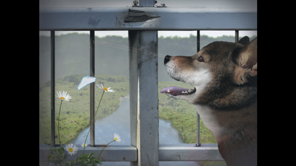 翌日波奇狗的历险记图4