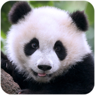 冰墩墩模拟器(The Panda) V1.0.2