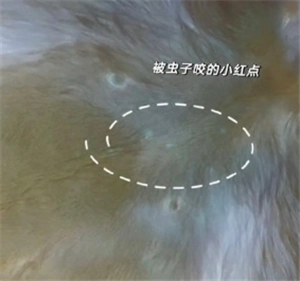 iPhone能否檢測寵物身上的寄生蟲？iPhone寵物寄生蟲檢測辦法