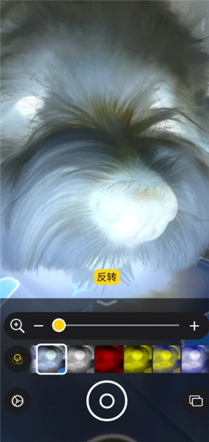 iPhone可以檢查寵物身上的蟲(chóng)子嗎 iPhone寵物寄生蟲(chóng)檢測(cè)方法