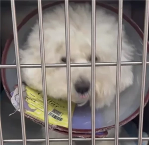 支付寶寵物保險生效時間是多久以及該怎么報銷