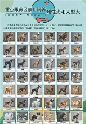 禁養(yǎng)犬有哪些名單 禁養(yǎng)犬怎么養(yǎng)是合法的