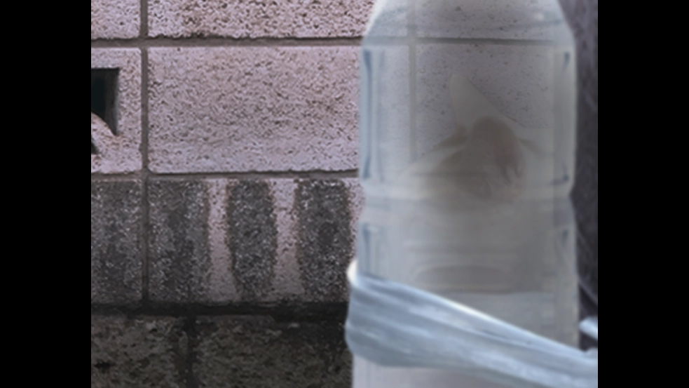 翌日猫之怪奇谭图1