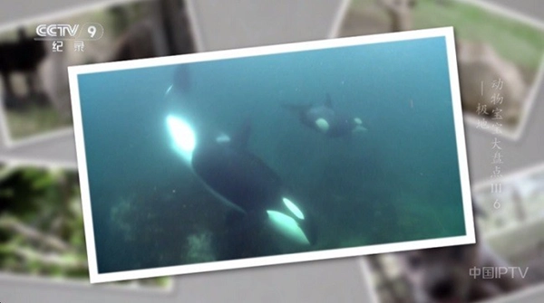 晨瑞電視TV版-截圖3