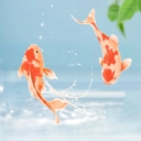 动态养鱼壁纸