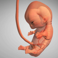 怀孕宝宝模拟器