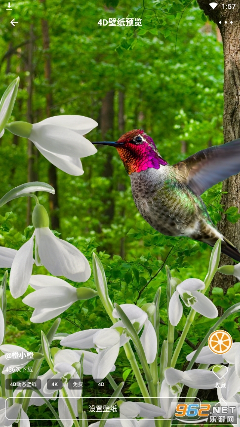 橙子4D动态壁纸